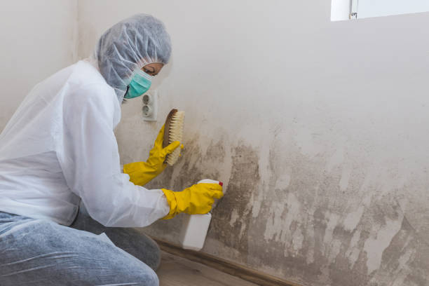 Best Industrial Mold Remediation in Presque Isle, ME