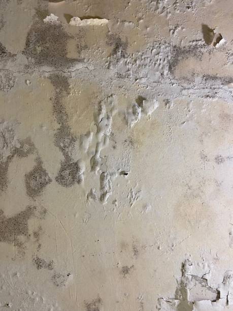 Best Mold Testing and Inspection Services in Presque Isle, ME
